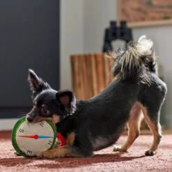 Frisco Camping Compass Plush With Rope Squeaky Dog Toy -Pet Dog Shop 271020 PT3. AC SS1800 V1625008965