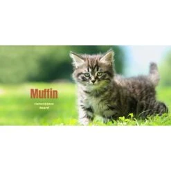 Frisco Basic Insulated Stainless Steel Personalized Mug, 10-oz -Pet Dog Shop 271225 PT2. AC SS1800 V1620401826