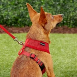 Frisco Small & Medium Breed Soft Mesh Personalized Back Clip Dog Harness 13 Frisco Small & Medium Breed Soft Mesh Personalized Back Clip Dog Harness -Pet Dog Shop 271252 PT6. AC SS1800 V1618938436