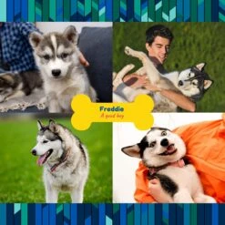 Frisco "Contemporary #2" Ceramic Photo Tile With Stand -Pet Dog Shop 276919 PT2. AC SS1800 V1625685369