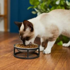 Frisco Elevated Stainless Steel Dish Cat Bowl, 1 Cup -Pet Dog Shop 277517 PT3. AC SS1800 V1630347977