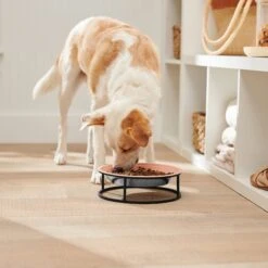 Frisco Elevated Non-skid Stainless Steel Dog & Cat Bowl 8 Frisco Elevated Non-skid Stainless Steel Dog & Cat Bowl -Pet Dog Shop 277523 PT2. AC SS1800 V1630346993