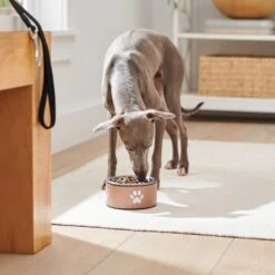 Frisco Paw Print Non-Skid Stainless Steel Dog & Cat Bowl 9 Frisco Paw Print Non-Skid Stainless Steel Dog & Cat Bowl -Pet Dog Shop 277546 PT2. AC SS1800 V1630346697