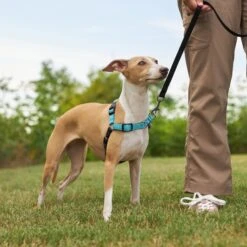 Frisco Padded Reflective No Pull Harness -Pet Dog Shop 277892 PT4. AC SS1800 V1629816716