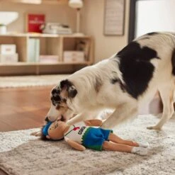 Frisco Gym Teacher Plush Squeaky Dog Toy 5 Frisco Gym Teacher Plush Squeaky Dog Toy -Pet Dog Shop 279447 PT3. AC SS1800 V1628191161