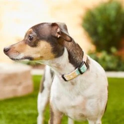 Frisco Pastel Tie Dye Polyester Personalized Dog Collar 9 Frisco Pastel Tie Dye Polyester Personalized Dog Collar -Pet Dog Shop 280770 PT4. AC SS1800 V1621275733