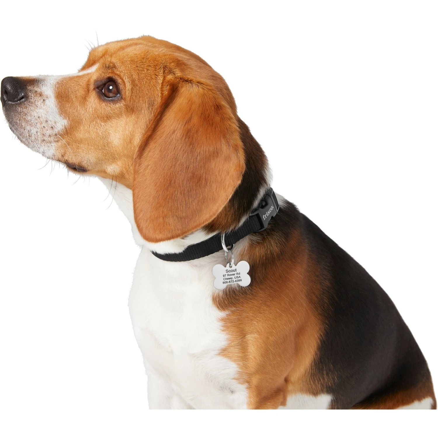 Frisco Chewy Stainless Steel Personalized Dog ID Tag With Enamel Infill 4 Frisco Chewy Stainless Steel Personalized Dog ID Tag With Enamel Infill - Image 4