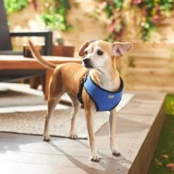 Frisco Padded Step-In Harness 9 Frisco Padded Step-In Harness -Pet Dog Shop 287451 PT8. AC SS1800 V1631669389