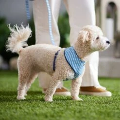 Frisco Fashion Over-The-Head Harness, Striped -Pet Dog Shop 287479 PT8. AC SS1800 V1632315513