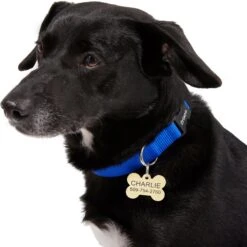 Frisco Brass Personalized Dog ID Tag -Pet Dog Shop 296191 PT6. AC SS1800 V1628186565