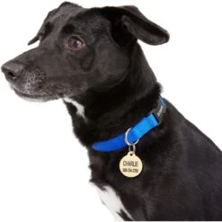 Frisco Brass Personalized Dog & Cat ID Tag, Round 9 Frisco Brass Personalized Dog & Cat ID Tag, Round -Pet Dog Shop 296194 PT6. AC SS1800 V1628186507