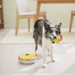 Frisco Brunch Quiche 2-in-1 Plush Squeaky Dog Toy 7 Frisco Brunch Quiche 2-in-1 Plush Squeaky Dog Toy -Pet Dog Shop 297248 PT3. AC SS1800 V1642089163