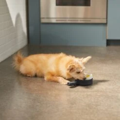 Frisco Brunch Breakfast Skillet Latex Squeaky Dog Toy, 2 Count -Pet Dog Shop 297264 PT2. AC SS1800 V1642088320