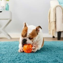 Frisco Fetch Squeaky TPR Ball Dog Toy & Bones & Chews Pig Ear Chews Dog Treats 8 Frisco Fetch Squeaky TPR Ball Dog Toy & Bones & Chews Pig Ear Chews Dog Treats -Pet Dog Shop 297964 PT3. AC SS1800 V1623252759