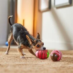 Frisco Valentine Chocolate Covered Strawberries Latex Squeaky Dog Toy -Pet Dog Shop 298923 PT3. AC SS1800 V1701365172