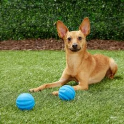 Frisco Neoprene Dog Life Jacket & Frisco Foam Rubber Floating Fetch Ball No Squeak Dog Toy 15 Frisco Neoprene Dog Life Jacket & Frisco Foam Rubber Floating Fetch Ball No Squeak Dog Toy -Pet Dog Shop 303480 PT7. AC SS1800 V1623064950