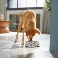 Frisco Terrazzo Design Stainless Steel Dog & Cat Bowl 9 Frisco Terrazzo Design Stainless Steel Dog & Cat Bowl -Pet Dog Shop 311957 PT2. AC SS1800 V1642535493