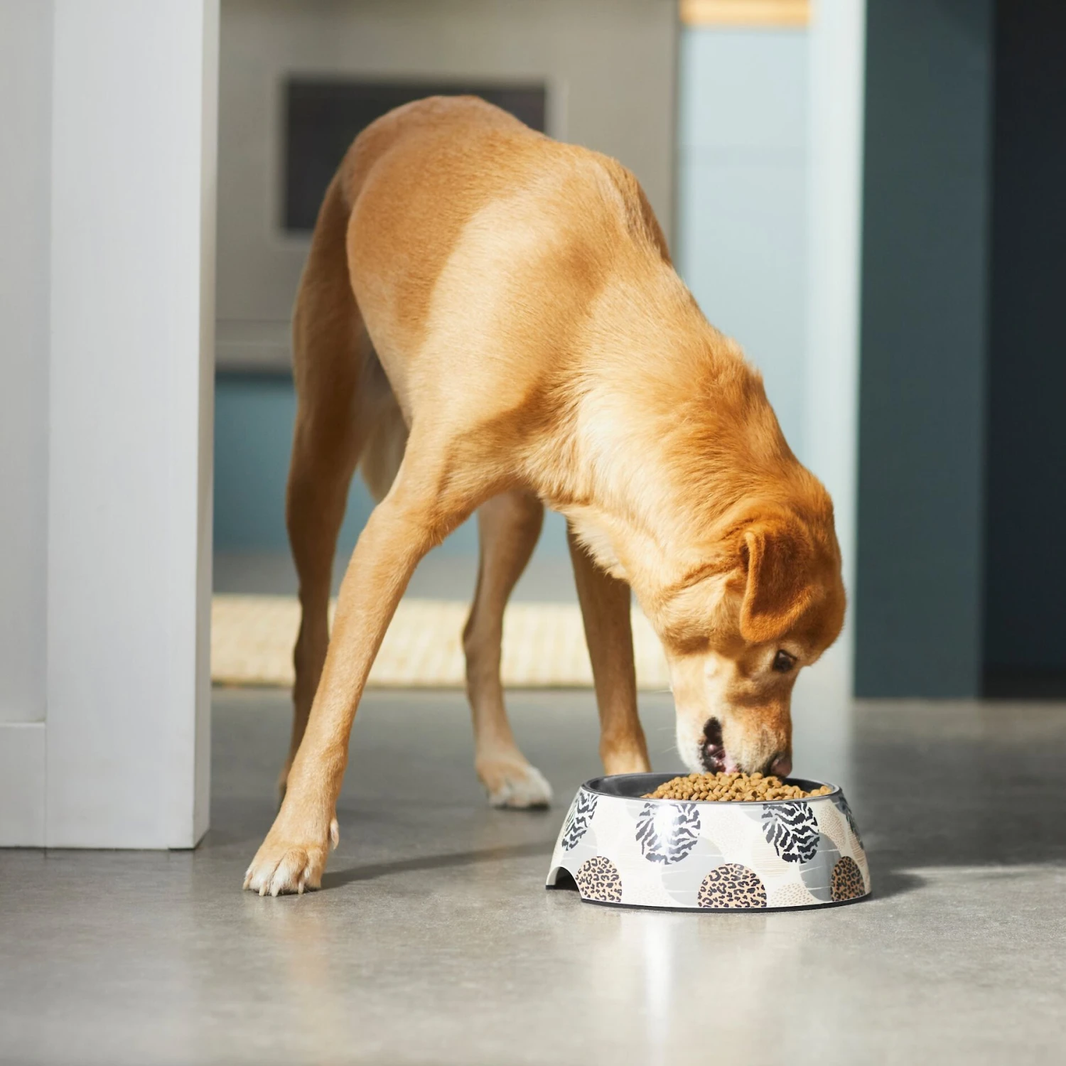 Frisco Animal Design Stainless Steel Dog & Cat Bowl 3 Frisco Animal Design Stainless Steel Dog & Cat Bowl - Image 3
