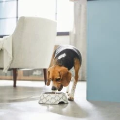 Frisco Moroccan Design Stainless Steel Dog & Cat Bowl 10 Frisco Moroccan Design Stainless Steel Dog & Cat Bowl -Pet Dog Shop 311963 PT2. AC SS1800 V1642542922