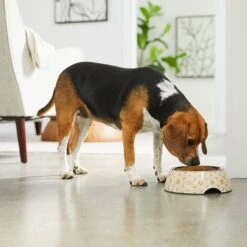 Frisco Circle Design Stainless Steel Dog & Cat Bowl 9 Frisco Circle Design Stainless Steel Dog & Cat Bowl -Pet Dog Shop 311969 PT2. AC SS1800 V1642542858