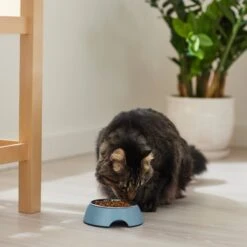 Frisco Coral Design Stainless Steel Dog & Cat Bowl -Pet Dog Shop 311972 PT3. AC SS1800 V1642542435