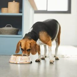 Frisco Copper Print Design Stainless Steel Dog & Cat Bowl -Pet Dog Shop 311975 PT2. AC SS1800 V1642542895