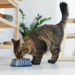 Frisco Leaf Design Stainless Steel Dog & Cat Bowl 11 Frisco Leaf Design Stainless Steel Dog & Cat Bowl -Pet Dog Shop 311980 PT3. AC SS1800 V1642542556