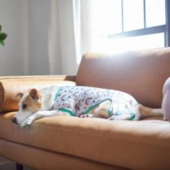 Frisco Rainbow Dog & Cat PJs 9 Frisco Rainbow Dog & Cat PJs -Pet Dog Shop 312283 PT8. AC SS1800 V1644879887