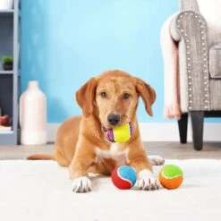 Frisco Fetch Squeaking Colorful Tennis Ball Dog Toy & Playology Scented Dual Layer Bone Dog Toy -Pet Dog Shop 319022 PT3. AC SS1800 V1630552585