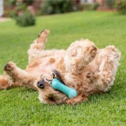 Frisco Fetch Squeaking Colorful Tennis Ball Dog Toy & Playology Scented Dual Layer Bone Dog Toy -Pet Dog Shop 319022 PT6. AC SS1800 V1630561003