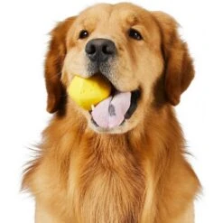 Frisco Fetch Squeaking Colorful Tennis Ball Dog Toy & Project Hive Pet Company Ball Dog Toy -Pet Dog Shop 319024 PT5. AC SS1800 V1630560973