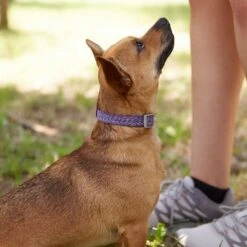 Frisco Outdoor Lightweight Ripstop Nylon Dog Harness & Frisco Outdoor Heathered Nylon Collar -Pet Dog Shop 319194 PT8. AC SS1800 V1631147497