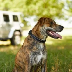 Frisco Outdoor Premium Ripstop Nylon Dog Harness With Pocket & Frisco Outdoor Nylon Reflective Comfort Padded Dog Collar -Pet Dog Shop 319304 PT8. AC SS1800 V1631147478