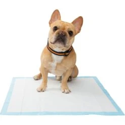 Frisco Training Pad Holder & Frisco Premium Dog Training & Potty Pads -Pet Dog Shop 319526 PT8. AC SS1800 V1630628180