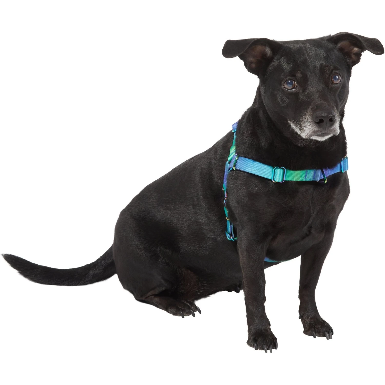 Frisco Green Ombre Style Dog Harness 3 Frisco Green Ombre Style Dog Harness - Image 3