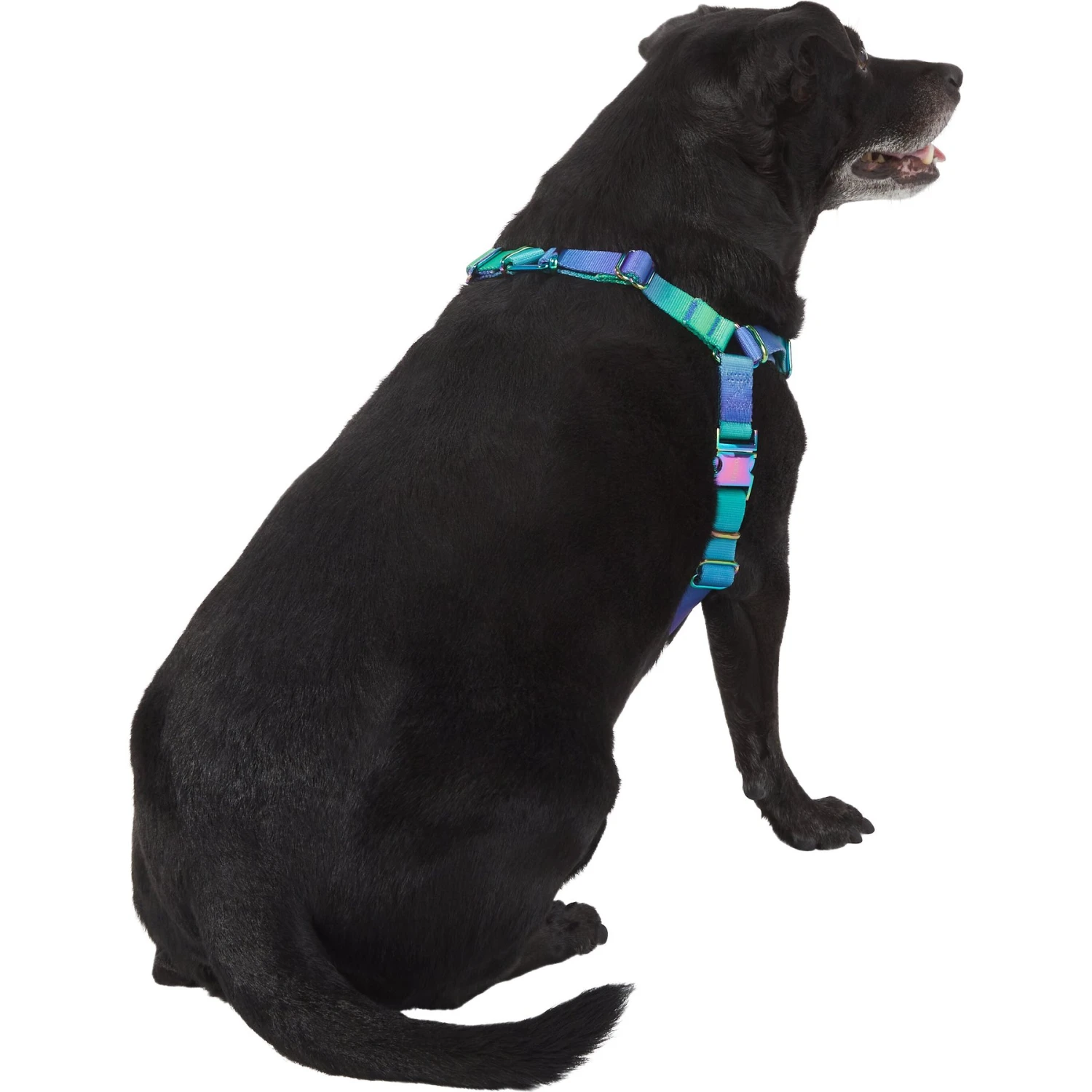 Frisco Green Ombre Style Dog Harness 4 Frisco Green Ombre Style Dog Harness - Image 4