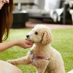 Frisco Pink Ombre Style Dog Harness -Pet Dog Shop 324537 PT4. AC SS1800 V1642518514