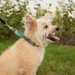 Frisco Outdoor Running Martingale Dog Collar 8 Frisco Outdoor Running Martingale Dog Collar -Pet Dog Shop 331413 PT3. AC SS1800 V1662644747