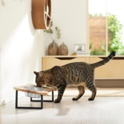 Frisco Premium Wood Elevated Bone Shape Stainless Steel Double Diner Dog & Cat Bowl, 3 Cup 9 Frisco Premium Wood Elevated Bone Shape Stainless Steel Double Diner Dog & Cat Bowl, 3 Cup -Pet Dog Shop 331497 PT3. AC SS1800 V1657656892