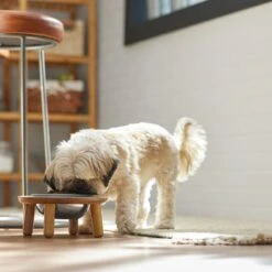 Frisco Premium Round Shape Elevated Single Dog & Cat Bowl -Pet Dog Shop 331502 PT2. AC SS1800 V1657656893