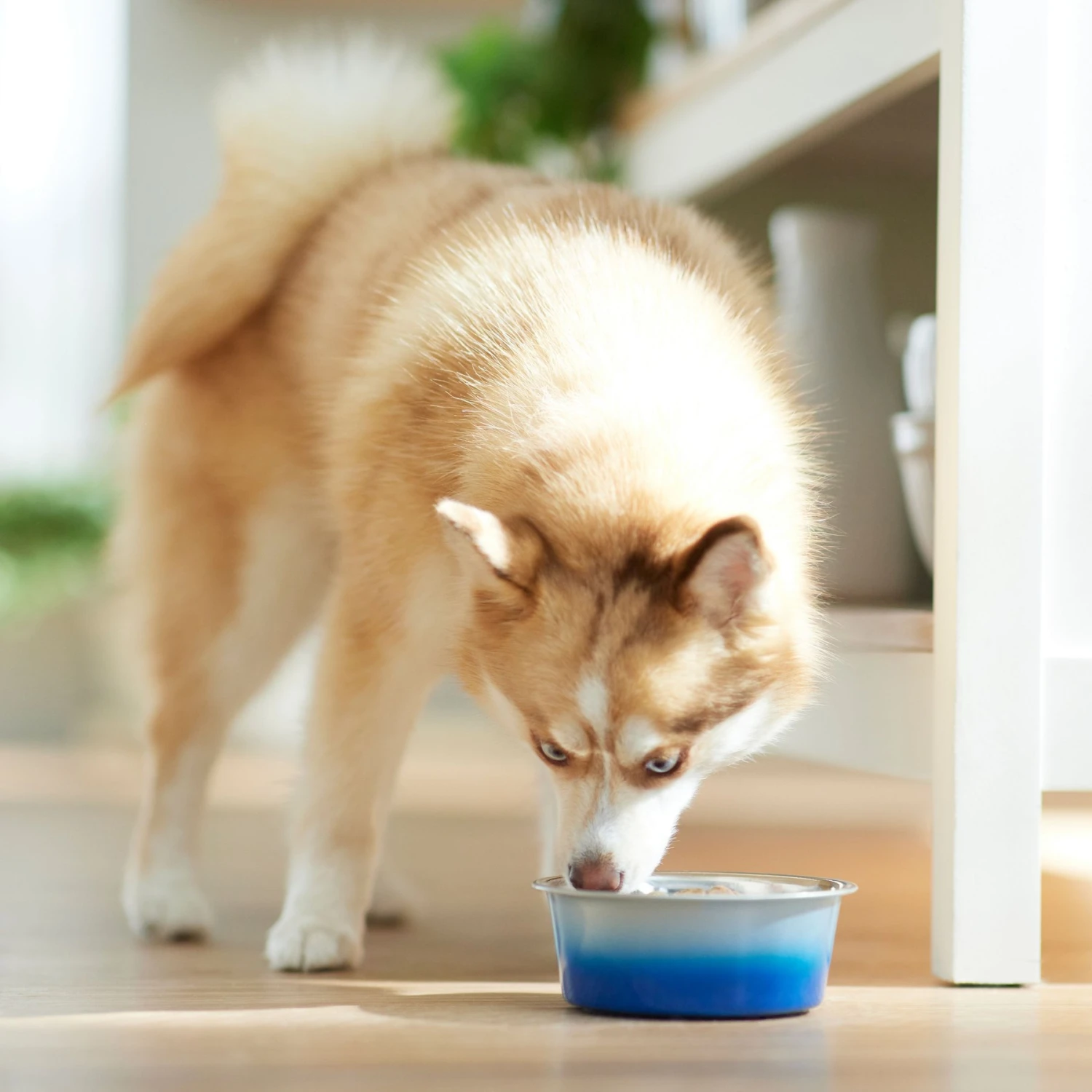 Frisco Ombre Design Stainless Steel Dog & Cat Bowl 3 Frisco Ombre Design Stainless Steel Dog & Cat Bowl - Image 3