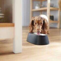 Frisco Long Eared Breed Stainless Steel Dog Bowl, Black, 2 Cup 8 Frisco Long Eared Breed Stainless Steel Dog Bowl, Black, 2 Cup -Pet Dog Shop 331530 PT2. AC SS1800 V1657656874