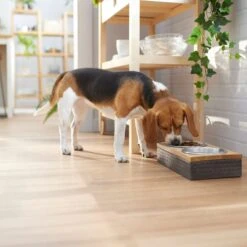 Frisco Premium Stainless Steel Double Diner Dog & Cat Bowl, Black -Pet Dog Shop 331532 PT2. AC SS1800 V1657656874