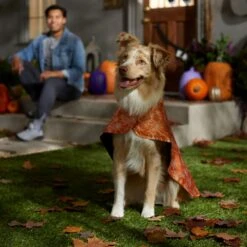 Frisco Spider Webbed Dog & Cat Costume Cape 10 Frisco Spider Webbed Dog & Cat Costume Cape -Pet Dog Shop 334972 PT6. AC SS1800 V1657729812