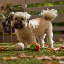 Frisco Halloween Chocolate Covered Strawberries Latex Squeaky Dog Toy 6 Frisco Halloween Chocolate Covered Strawberries Latex Squeaky Dog Toy -Pet Dog Shop 344043 PT3. AC SS1800 V1657657031