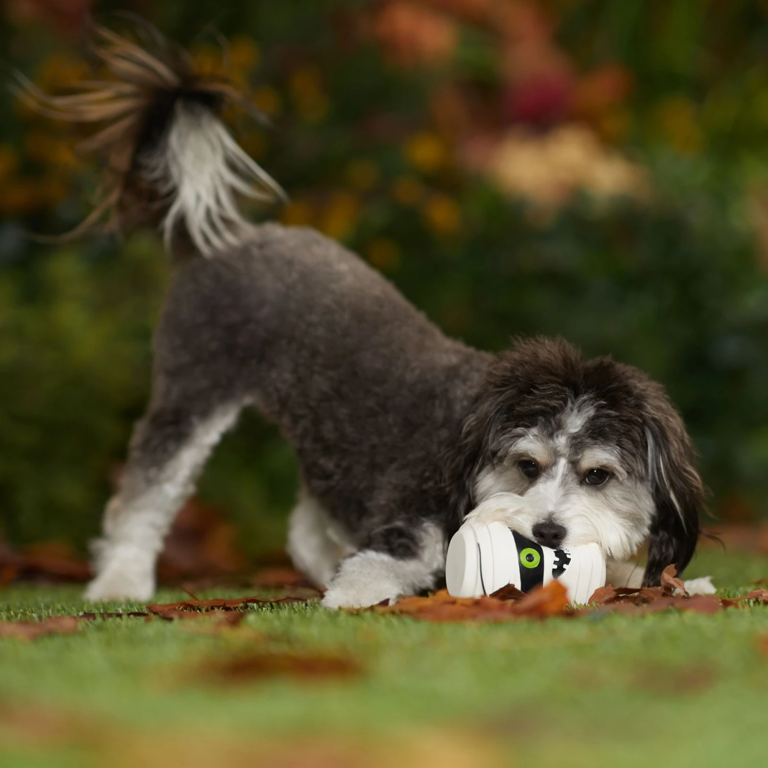 Frisco Halloween Mummy Latex Squeaky Dog Toy 3 Frisco Halloween Mummy Latex Squeaky Dog Toy - Image 3