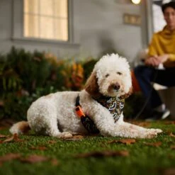 Frisco Halloween Over-The-Head Reflective Bat Wing Vest Harness 12 Frisco Halloween Over-The-Head Reflective Bat Wing Vest Harness -Pet Dog Shop 347515 PT7. AC SS1800 V1657657091