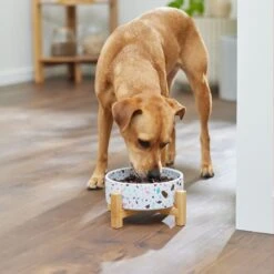 Frisco Elevated Terrazzo Non-skid Ceramic Bowl With Bamboo Stand 11 Frisco Elevated Terrazzo Non-skid Ceramic Bowl With Bamboo Stand -Pet Dog Shop 363375 PT2. AC SS1800 V1657657266