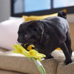 Frisco Spring Sunflower Plush Squeaky Dog Toy 8 Frisco Spring Sunflower Plush Squeaky Dog Toy -Pet Dog Shop 546766 PT4. AC SS1800 V1702500565