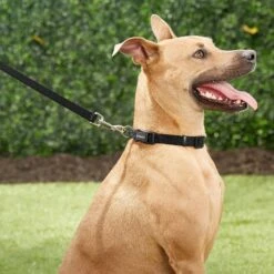 Frisco Solid Nylon Dog Leash + 4 Items -Pet Dog Shop 623766 PT4. AC SS1800 V1662743050